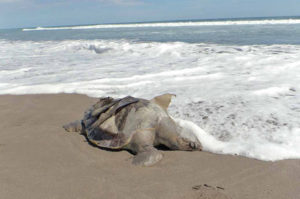 tortugas