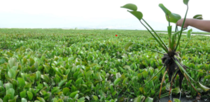 lirio acuatico