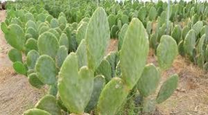 nopales