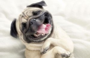 Entienden-los-duenos-a-sus-mascotas