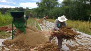 amaranto cosecha