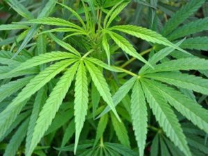marihuana